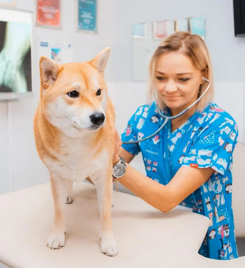 Medic veterinar consultând un câine Shiba Inu cu stetoscopul