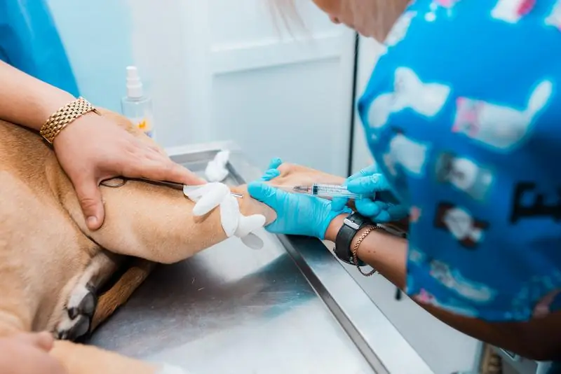 Montarea unui cateter intravenos la un câine