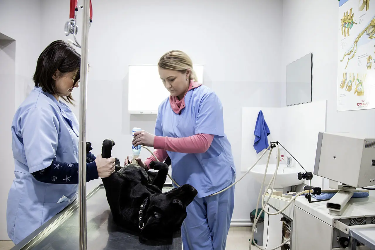 Două doctorițe pregătind un câine pentru procedură